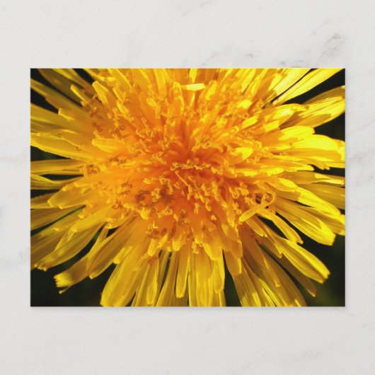 Dandelion - Briefkaart voor MS JOH 2011 (Voorkant)