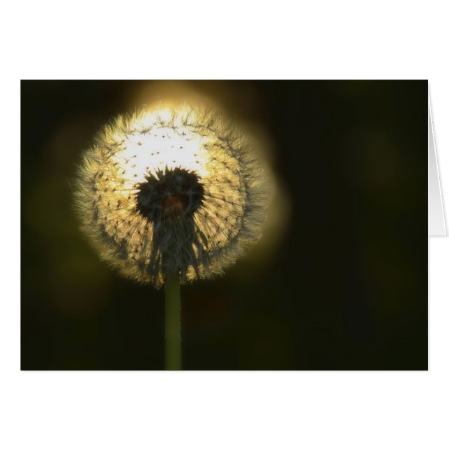 Dandelion Bulb (Voorkant Horizontaal)