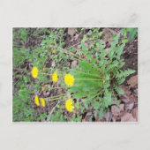 Dandelion Bundle Briefkaart (Voorkant)