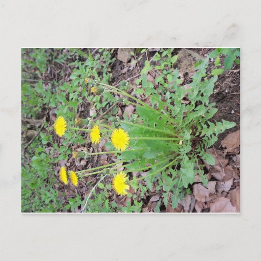Dandelion Bundle Briefkaart (Voorkant)