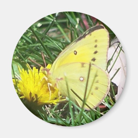 Dandelion Butterfly Magneet (Voorkant)