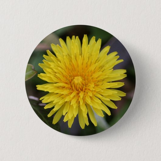 Dandelion Button (Voorkant)