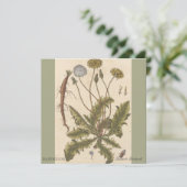 Dandelion by Elizabeth Blackwell (Staand voorkant)