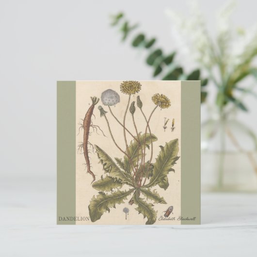 Dandelion by Elizabeth Blackwell (Staand voorkant)