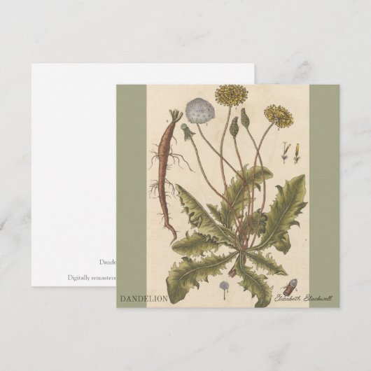 Dandelion by Elizabeth Blackwell (Voorkant / Achterkant)