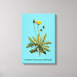 Dandelion Canvas Afdruk