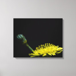 Dandelion Canvas Afdruk