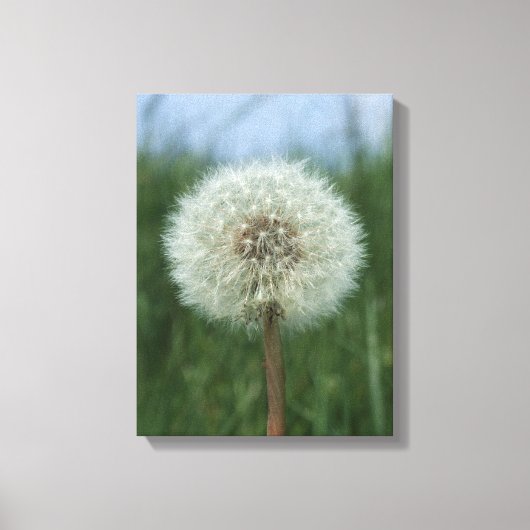 Dandelion Canvas afdrukken (Voorkant)