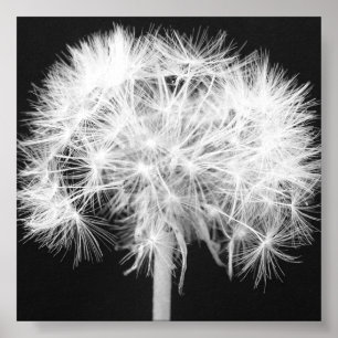 Dandelion Canvas afdrukken Poster