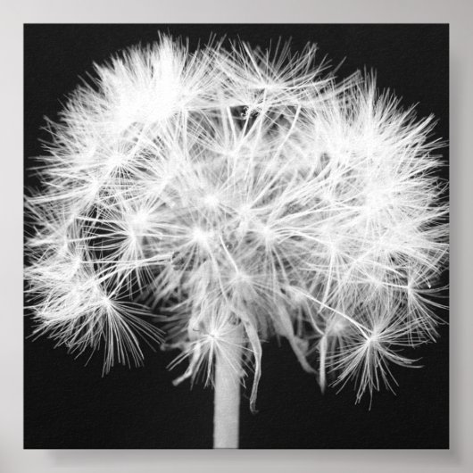 Dandelion Canvas afdrukken Poster (Voorkant)