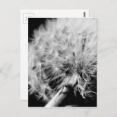 Dandelion Clock Briefkaart (Voorkant / Achterkant)