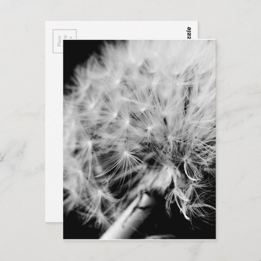 Dandelion Clock Briefkaart (Voorkant / Achterkant)