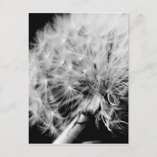 Dandelion Clock Briefkaart