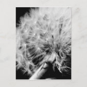 Dandelion Clock Briefkaart (Voorkant)