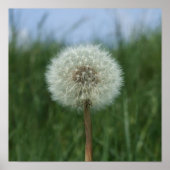 Dandelion Clock Poster (Voorkant)