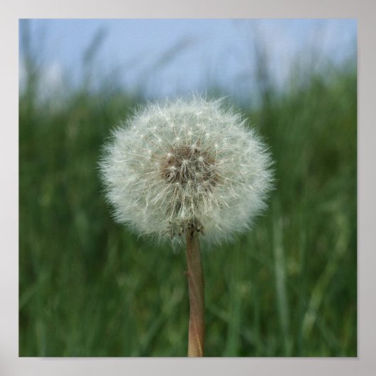 Dandelion Clock Poster (Voorkant)