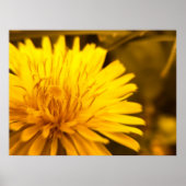 Dandelion Close Poster (Voorkant)