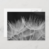 Dandelion Closeup in Black White Briefkaart (Voorkant / Achterkant)