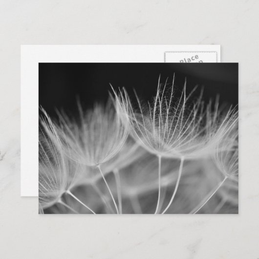 Dandelion Closeup in Black White Briefkaart (Voorkant / Achterkant)