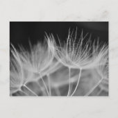 Dandelion Closeup in Black White Briefkaart (Voorkant)