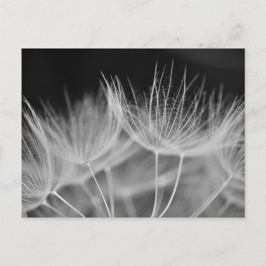 Dandelion Closeup in Black White Briefkaart (Voorkant)