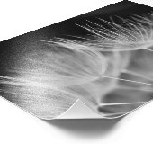 Dandelion Closeup in Black White Foto Afdruk (Hoek)