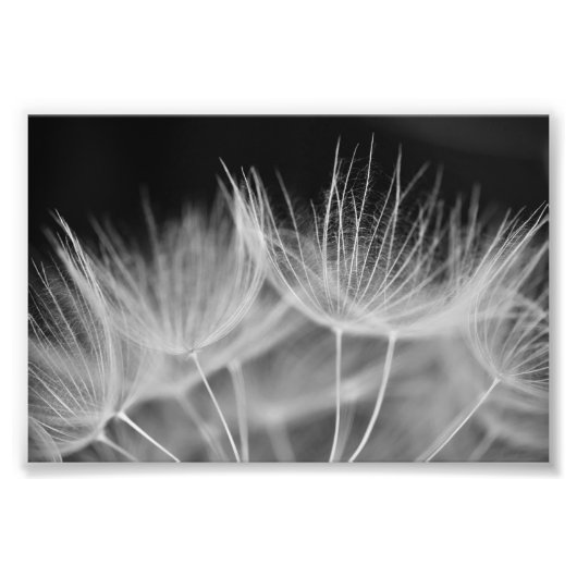 Dandelion Closeup in Black White Foto Afdruk (Voorkant)