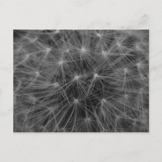 Dandelion Constellation Briefkaart