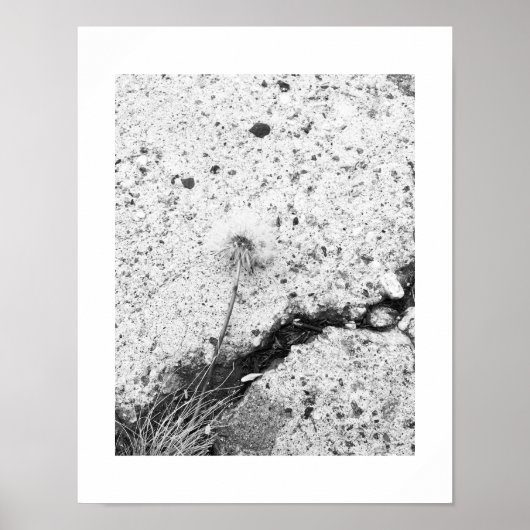 Dandelion Dreams Black and White Photography Poster (Voorkant)