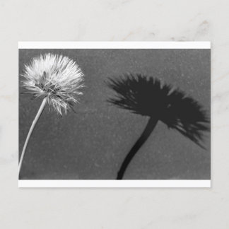 Dandelion en schaduw briefkaart