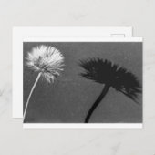 Dandelion en schaduw briefkaart (Voorkant / Achterkant)