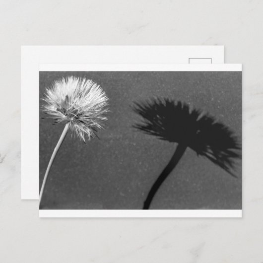 Dandelion en schaduw briefkaart (Voorkant / Achterkant)