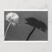 Dandelion en schaduw briefkaart (Voorkant)