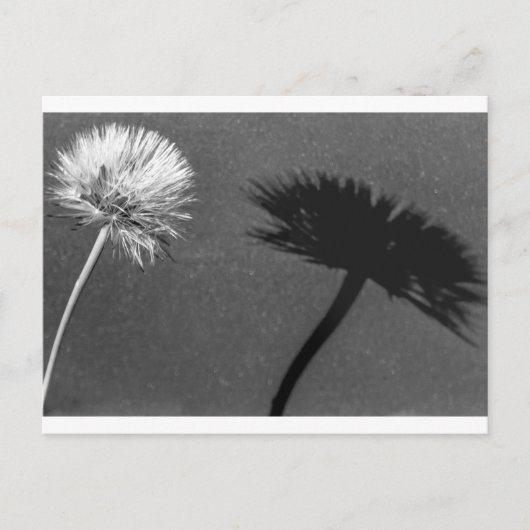 Dandelion en schaduw briefkaart (Voorkant)