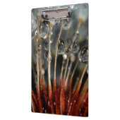 Dandelion en waterdruppels, CA Klembord (Links)