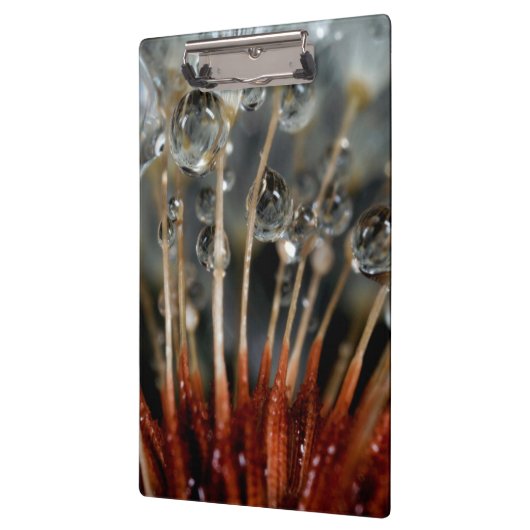 Dandelion en waterdruppels, CA Klembord (Links)