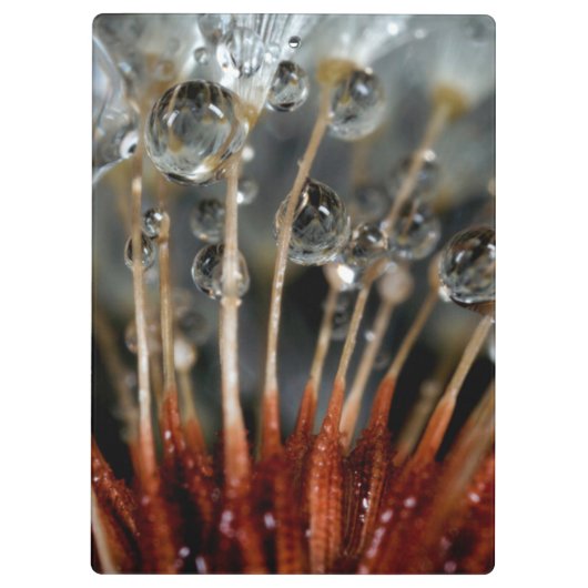 Dandelion en waterdruppels, CA Klembord (Achterkant)