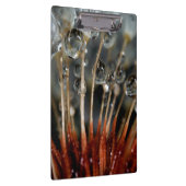 Dandelion en waterdruppels, CA Klembord (Rechts)