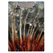 Dandelion en waterdruppels, CA Klembord (Voorkant)