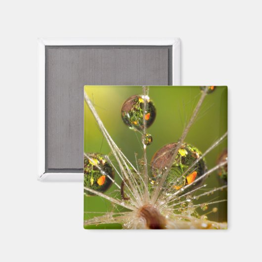 Dandelion en waterdruppels magneet (Voorkant / Achterkant)