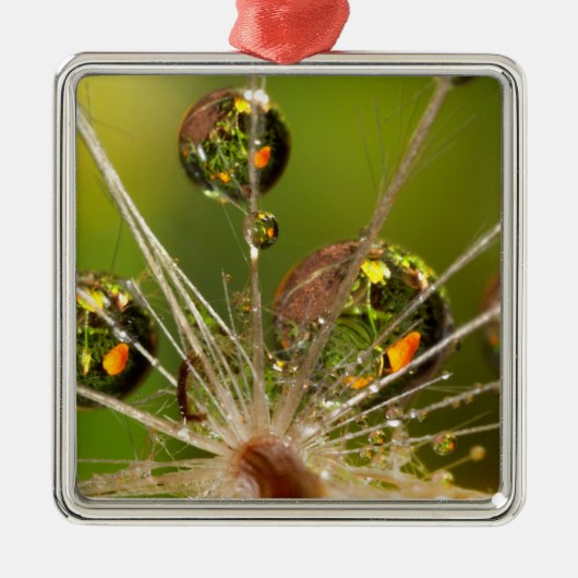 Dandelion en waterdruppels metalen ornament (Voorkant)