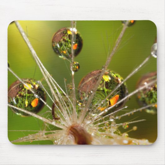 Dandelion en waterdruppels muismat (Voorkant)