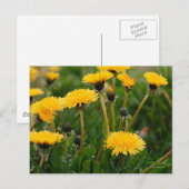 Dandelion Field Briefkaart (Voorkant / Achterkant)