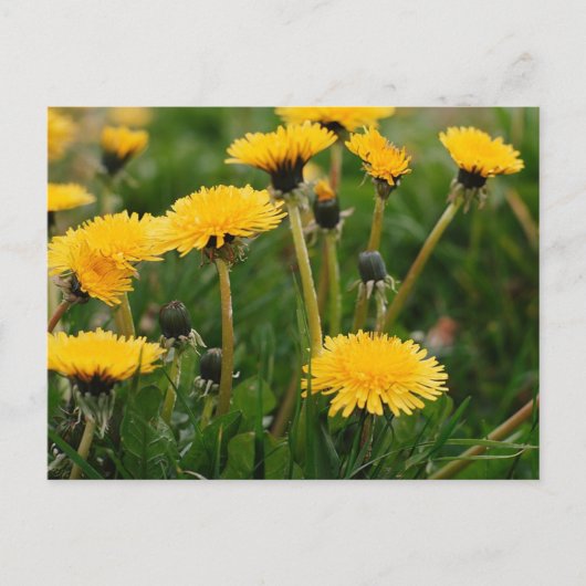 Dandelion Field Briefkaart (Voorkant)