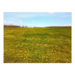 Dandelion Field Foto Afdruk
