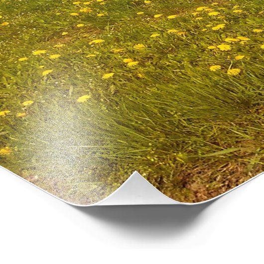 Dandelion Field Foto Afdruk (Hoek)