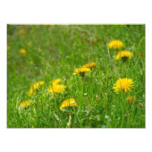Dandelion Field Foto Afdruk (Voorkant)