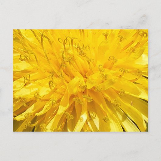 Dandelion Flower Briefkaart (Voorkant)
