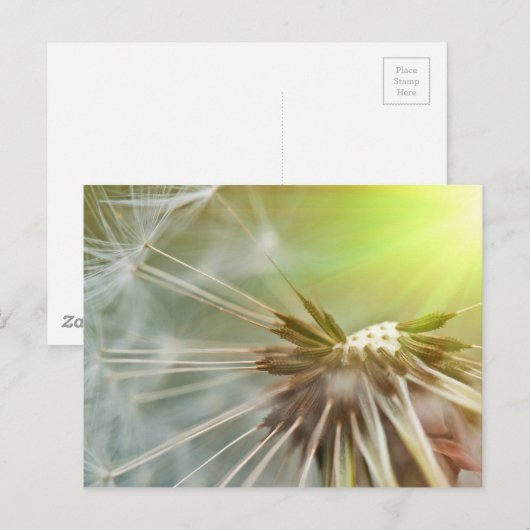 Dandelion Flower Briefkaart (Voorkant / Achterkant)
