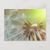 Dandelion Flower Briefkaart (Voorkant)